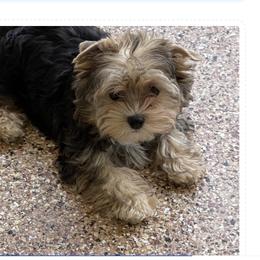 Huxley - Black and tan male Yorkshire Terrier puppy in Rio Rancho, New Mexico from Yorkie Envy, LLC