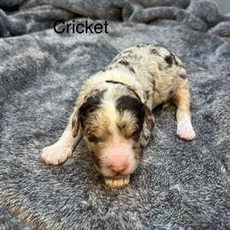 Cricket - Chocolate merle female Bernedoodle puppy in New Ringgold, Pennsylvania from Hawk Mountain Doodles