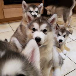 Alaskan Malamute Puppies from Delphi Alaskan Malamutes
