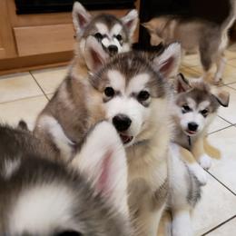 Alaskan Malamute Puppies from Delphi Alaskan Malamutes