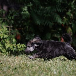 Poodle Puppies from Mystic Moon Poodles