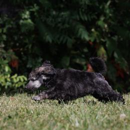 Poodle Puppies from Mystic Moon Poodles