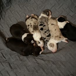 "January 3,2021" Australian Shepherd Puppies from WigglyButts Aussies LLC