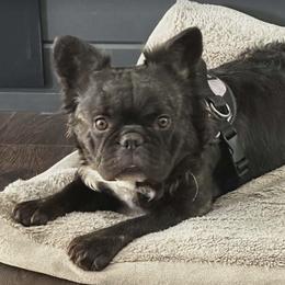 Bailey - French Bulldog