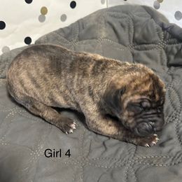 Girl 4 - Brindle female Great Dane puppy in Indianola, Iowa from Bull West Kennels
