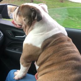 Bulldogs from The Wrinkle Connection