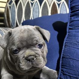 French Bulldogs from Franklin Heights Frenchies