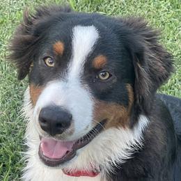 Foster - Australian Shepherd