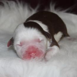 Pompompurin - Red tri-color male Australian Shepherd puppy in Star City, Arkansas from Circle P Farm Australian Shepherds