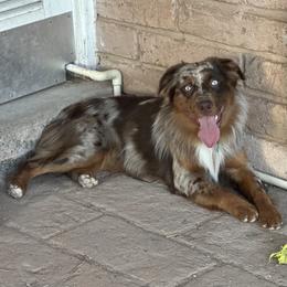 Axl - Red merle male Miniature Australian Shepherd puppy in Tucson, Arizona from TTTNT Aussies