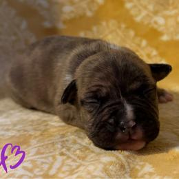 Girl 3 - female American Pit Bull Terrier puppy in Nine Mile Falls, Washington from Bartin Kennels