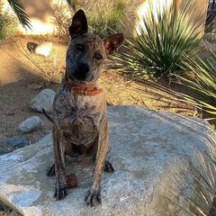 Valor - Vietnamese Phu Quoc Ridgeback