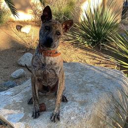 Valor - Vietnamese Phu Quoc Ridgeback