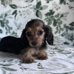 Shaded cream - Cream female Dachshund puppy in Ashford, Alabama from Circle City Dachshunds