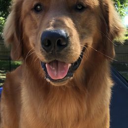 Bucky - Golden Retriever