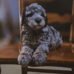 Silver Dawn - Blue merle female Aussiedoodle puppy in Centreville, Mississippi from Trin's Designer Doodles