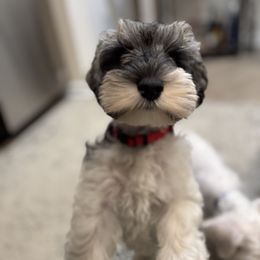 Red boy - Parti male Miniature Schnauzer puppy in Berea, South Carolina from kathi burke