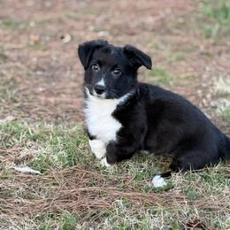 Jenny - Brindle and white female Cardigan Welsh Corgi puppy in Washington, Arkansas from Foxy Knoll Farm