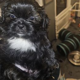 Boy 1 - Black and white Shih Tzu puppy in Cook County, Illinois from My Tzu Crew