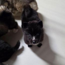 Ymir - Black and white male Siberian Husky puppy in Buckeye, Arizona from Anime Huskies