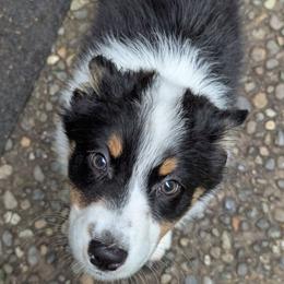 Zelda - Black tri-color female Australian Shepherd puppy in Woodinville, Washington from Cornerstone Australian Shepherds