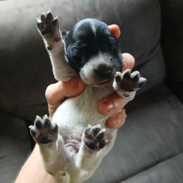Boy 2 - Black roan male German Shorthaired Pointer puppy in Laporte, Minnesota from Northern Odyssey Gun Dogs