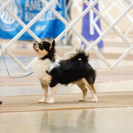 Chihuahuas from Rossmoyne Chihuahuas