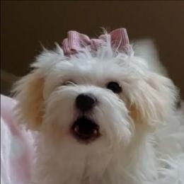 Gracie - White female Maltipoo puppy in Crestview, Florida from Little Cupcakes and Little Pumpkins Maltipoos