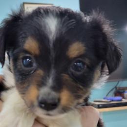 PETUNIA BTF - Black tri female Toy Australian Shepherd puppy in Norwood, Missouri from Looney Farm’s Toy & Mini Aussies
