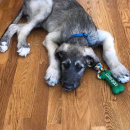 Irish Wolfhound and Pomsky Puppies from Bingo's Puppies
