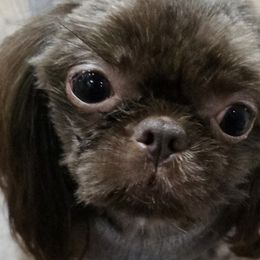 Tenny - Shih Tzu