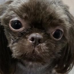 Tenny - Shih Tzu