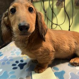 Rudi - Red male Dachshund puppy in Hebron, Indiana from MCS Dachshunds
