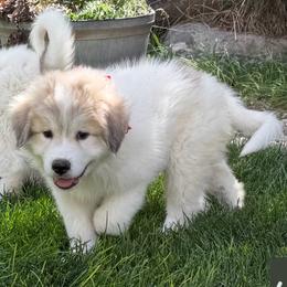 Mr Red - White and badger male Great Pyrenees puppy in Idaho from Portneuf Range Pyrenees
