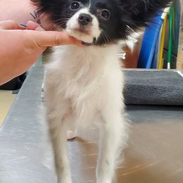 Papillon Puppies from Belladonna Papillons