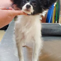 Papillon Puppies from Belladonna Papillons