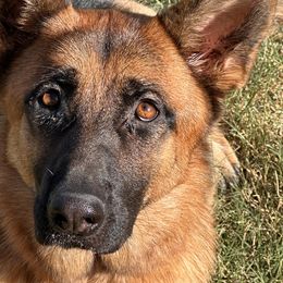 German Shepherds from Von Arc German Shepherds