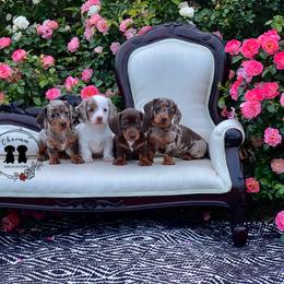 Dachshund and Golden Retriever Puppies from Charmm Dachshunds