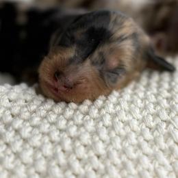 Lima - Dapple female Dachshund puppy in Ava, Missouri from Beaver Creek Kennels
