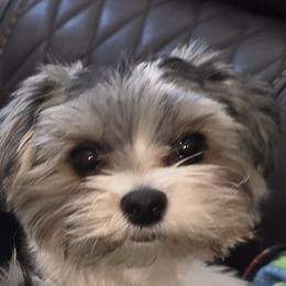 Lulu - Biewer Terrier