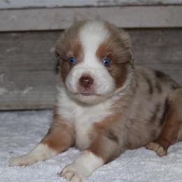 Rip - Red merle male Miniature Australian Shepherd puppy in Paris, Texas from Kuttin’ Up Mini Aussies