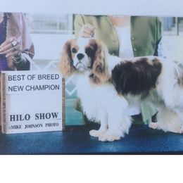 Magnum - Cavalier King Charles Spaniel