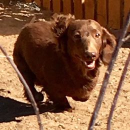 Jupiter - Dachshund