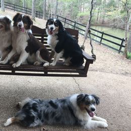 Australian Shepherd Puppies from Triple S Aussies