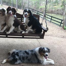 Australian Shepherd Puppies from Triple S Aussies