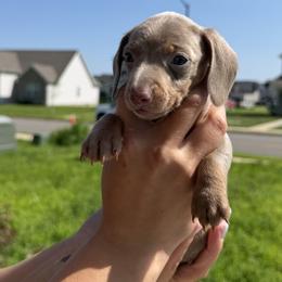 Dachshund Puppies from Little Long Weens