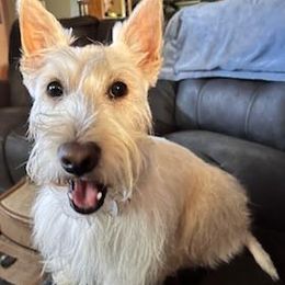 Tawny - Scottish Terrier