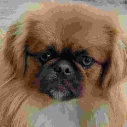 Pekingese from Pekingese Dynasty