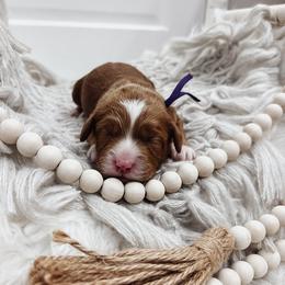 Purple Girl - Red  female Goldendoodle puppy in Beecher, Illinois from Cherry Lane Doodles