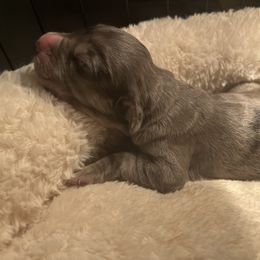 Great Dane Puppies from East Coast Great Danes